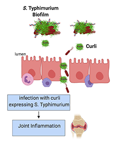 Biofilm 