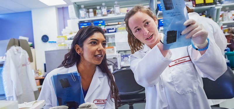 Temple biomedical sciences students conducting research in the lab.