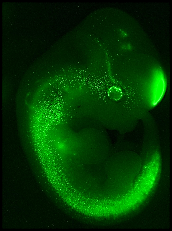 Melanoblasts