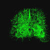 green-brain-scan-neural-sciences-department